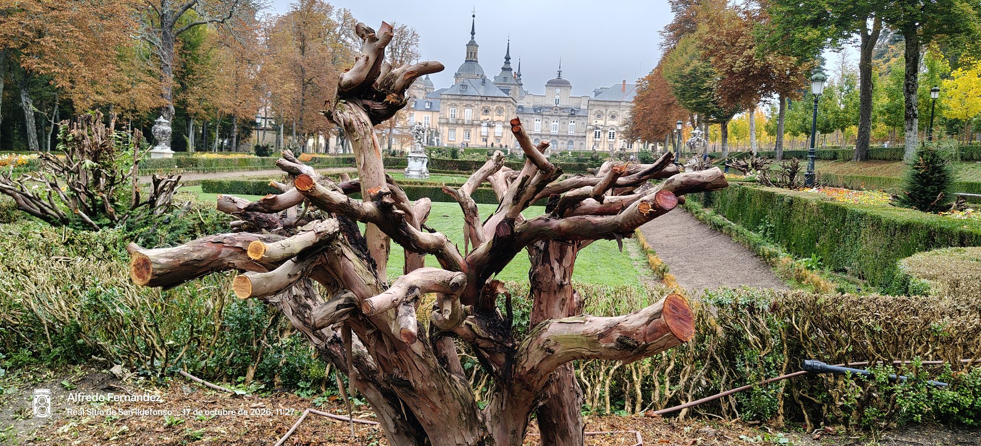 Troncos podados en los jardines del palacio del Real Sitio de San Ildefonso en otoño.